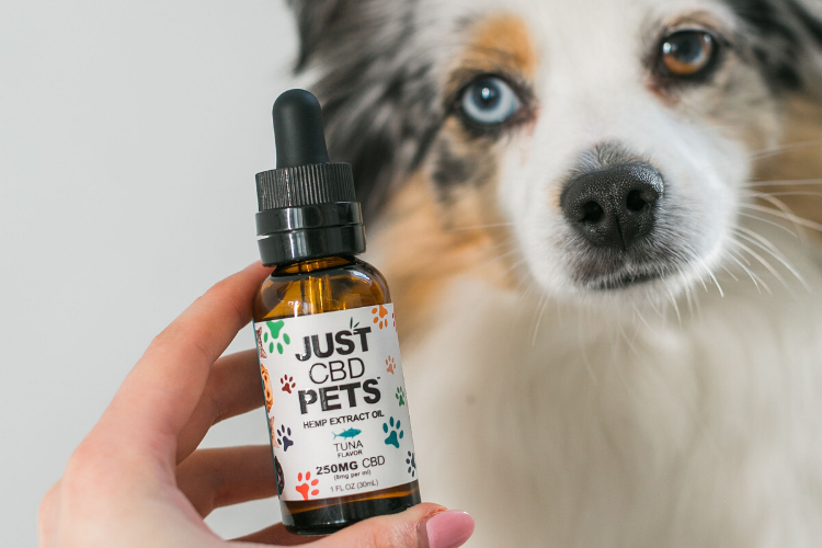 CBD for dogs- things to consider